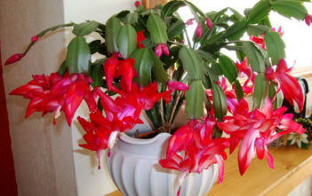 10 Facts About Christmas Cacti Christmas Cacti