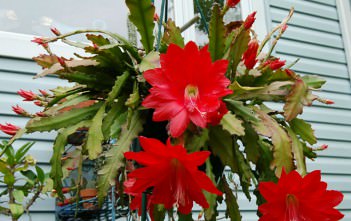 Disocactus ackermannii – Orchid Cactus, Strap Cactus Disocactus ackermannii - Orchid Cactus