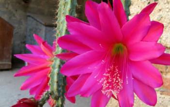 Disocactus speciosus – Sun Cereus Disocactus speciosus - Sun Cereus