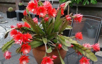 Disocactus x hybridus – Orchid Cactus Disocactus x hybridus - Orchid Cactus