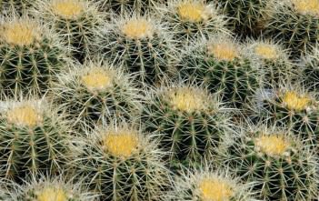 Life Cycle of a Golden Barrel Cactus Echinocactus grusonii - Golden Barrel Cactus, Golden Ball