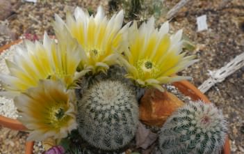 Echinocereus dasyacanthus – Texas Rainbow Cactus Echinocereus dasyacanthus - Texas Rainbow Cactus