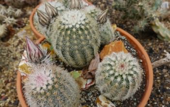 How to Grow and Care for Echinocereus Echinocereus dasyacanthus - Texas Rainbow Cactus