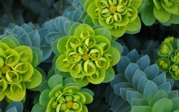 Euphorbia myrsinites – Myrtle Spurge, Donkey Tail Euphorbia myrsinites - Myrtle Spurge Donkey Tail