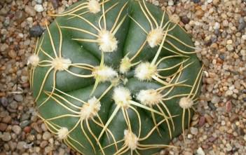 Gymnocalycium denudatum – Spider Cactus Gymnocalycium denudatum - Spider Cactus