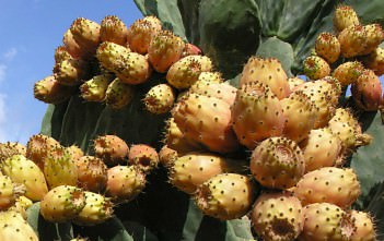 Indian Fig Opuntia: A Fruit and Vegetable Rolled Up into One Plant Indian Fig Opuntia - A Fruit and Vegetable