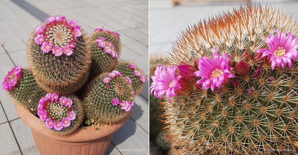 Mammillaria Spinosissima World Of Succulents