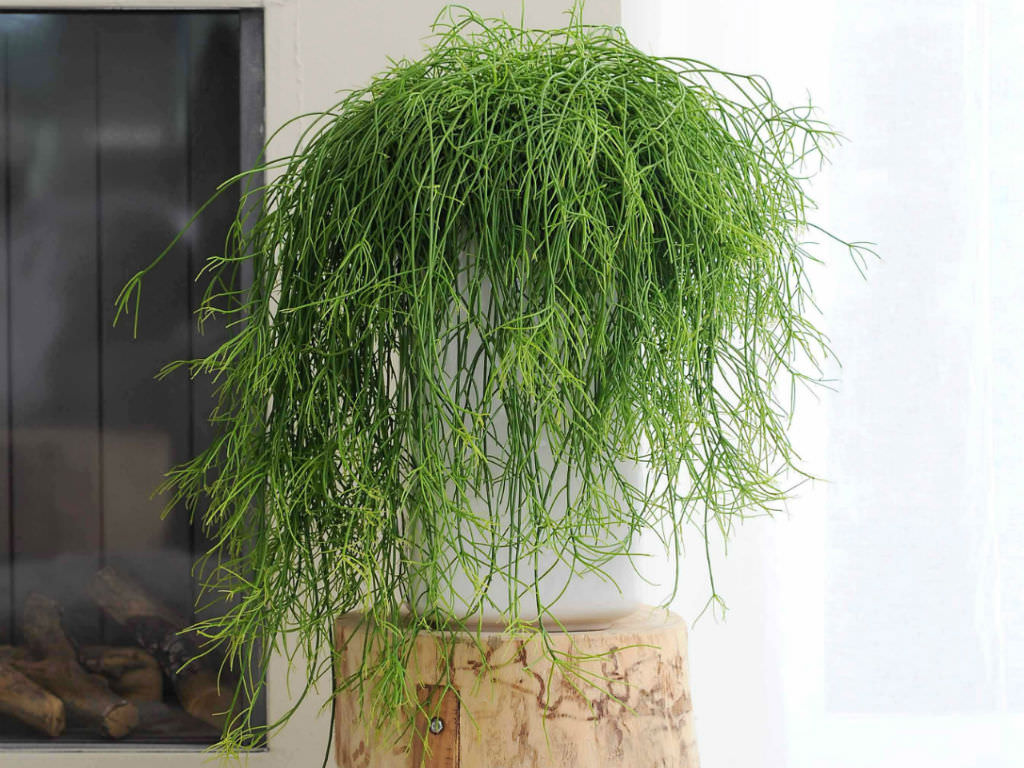 How to Grow and Care for a Mistletoe Cactus (Rhipsalis