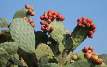 Opuntia ficus-indica – Indian Fig, Cactus Pear Opuntia ficus-indica - Indian Fig
