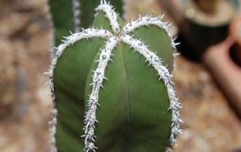 Pachycereus marginatus – Mexican Fence Post Cactus Pachycereus marginatus - Mexican Fence Post Cactus