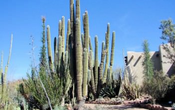 Pachycereus pringlei – Mexican Giant Cardon Pachycereus pringlei - Mexican Giant Cardon