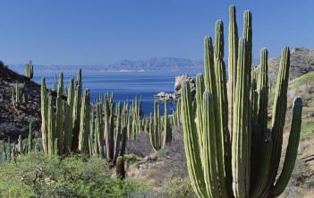 How to Grow and Care for Pachycereus Pachycereus pringlei - Mexican Giant Cardon5