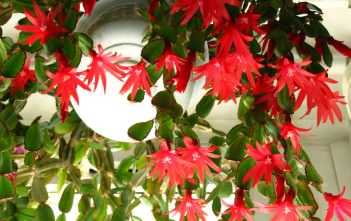 Hatiora gaertneri – Easter Cactus Rhipsalidopsis gaertneri - Easter Cactus