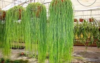Rhipsalis baccifera – Mistletoe Cactus Rhipsalis baccifera - Mistletoe Cactus