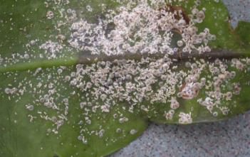Pests of Cacti and Succulents Scale insects
