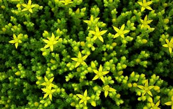Sedum acre – Goldmoss Stonecrop Sedum acre - Goldmoss Stonecrop