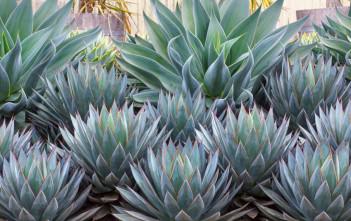 15 Gorgeous Agave Plants (Video) Agave plants
