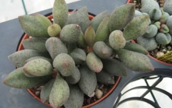 Adromischus marianae Adromischus marianae
