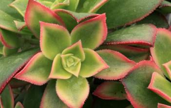 How to Propagate Aeonium Aeonium 'Kiwi'