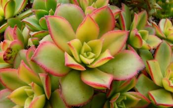 Aeonium ‘Kiwi’ – Kiwi Aeonium Aeonium 'Kiwi' - Kiwi Aeonium