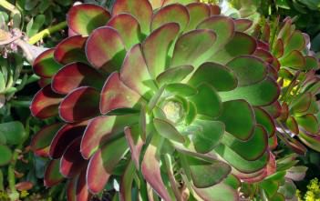 Aeonium arboreum var. atropurpureum – Purple Rose Aeonium arboreum var. atropurpureum - Purple Rose, Purple Aeonium