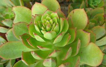 Aeonium percarneum Aeonium percarneum