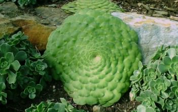 Aeonium tabuliforme – Dinner Plate Aeonium Aeonium tabuliforme - Dinner Plate Aeonium Saucer Plant