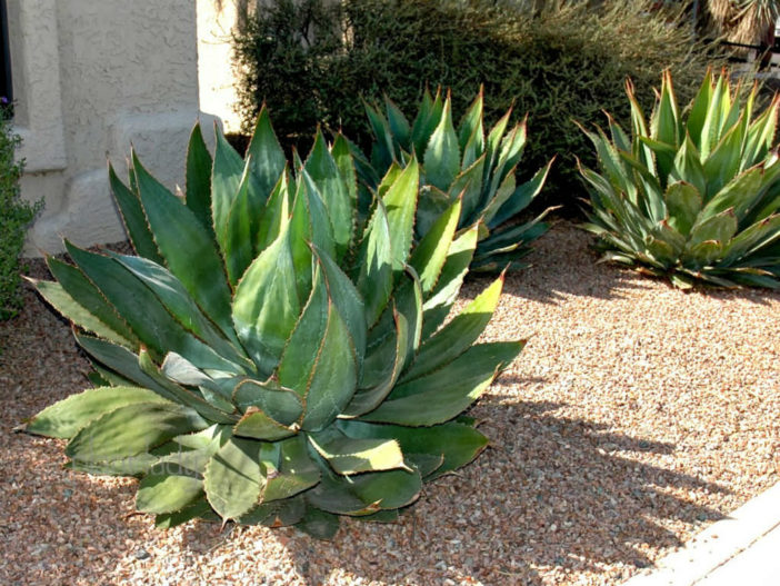 Agave bovicornuta - Cow Horn Agave