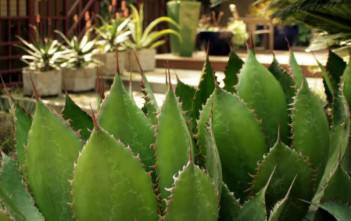 Agave bovicornuta – Cow Horn Agave Agave bovicornuta - Cow Horn Agave