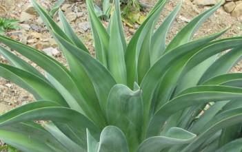 Agave desmettiana – Smooth Agave, Dwarf Century Plant Agave desmettiana - Smooth Agave Dwarf Century Plant