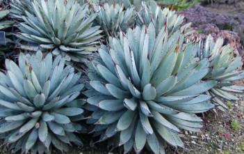 Agave macroacantha – Black Spined Agave Agave macroacantha - Black Spined Agave