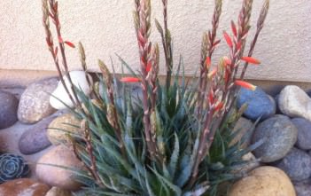 Aloe ‘Blue Elf’ Aloe 'Blue Elf'