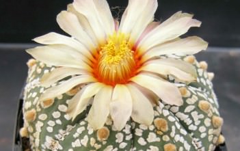 Astrophytum asterias ‘Super Kabuto’ – Silver Dollar Cactus Astrophytum asterias 'Super Kabuto' - Silver Dollar Cactus