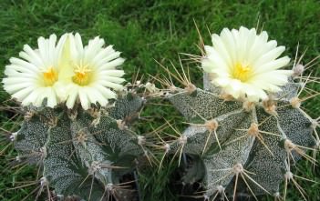 Astrophytum ornatum – Monk’s Hood, Star Plant Astrophytum ornatum - Monk's Hood Star Plant