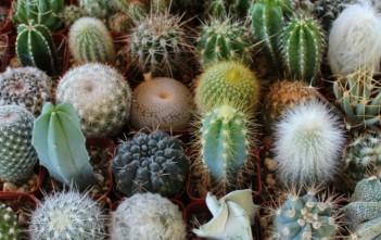 Cactus Facts for Kids Cactus Facts