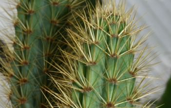 Cereus insularis Cereus insularis
