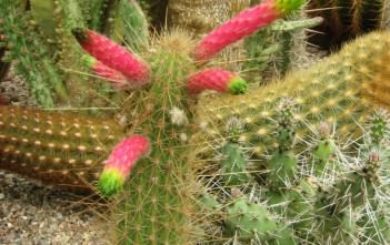 Cleistocactus smaragdiflorus Cleistocactus smaragdiflorus