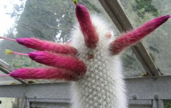 Cleistocactus strausii – Silver Torch Cactus Cleistocactus strausii - Silver Torch Cactus Snow Pole