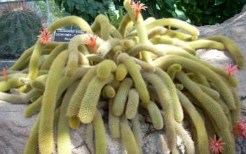 Cleistocactus winteri – Golden Rat Tail Cleistocactus winteri - Golden Rat Tail