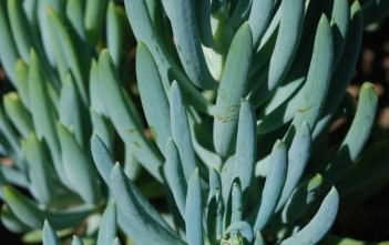 Curio talinoides (Senecio talinoides) – Blue Fingers Curio talinoides (Senecio talinoides) - Blue Fingers