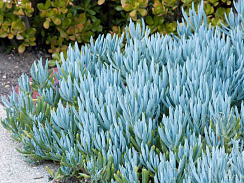 Blue finger plant information