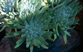 Dudleya caespitosa – Sea Lettuce, Coast Dudleya Dudleya caespitosa - Sea Lettuce Coast Dudleya