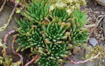 Dudleya virens – Green Liveforever Dudleya virens - Green Liveforever Bright Green Dudleya