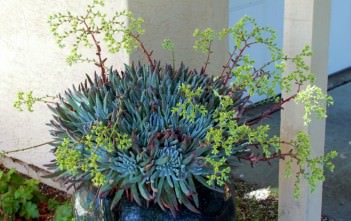 Dudleya virens subsp. hassei – Catalina Island Liveforever Dudleya virens subsp. hassei - Catalina Island Liveforever