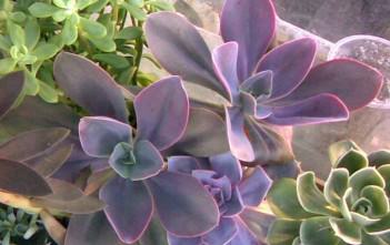 Echeveria gibbiflora var. metallica – Metallic Echeveria Echeveria gibbiflora var. metallica - Metallic Echeveria