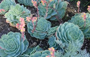 Echeveria secunda – Old Hens and Chicks, Blue Echeveria Echeveria secunda - Old Hens and Chicks Blue Echeveria