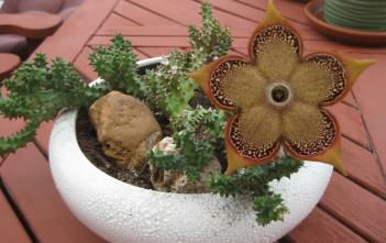 Edithcolea grandis – Persian Carpet Flower Edithcolea grandis - Persian Carpet Flower