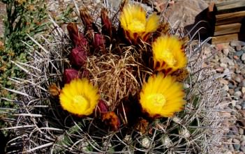 Ferocactus cylindraceus – California Barrel Cactus Ferocactus cylindraceus - California Barrel Cactus