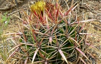 Ferocactus viridescens – Coast Barrel Cactus Ferocactus viridescens - Coast Barrel Cactus San Diego Barrel Cactus