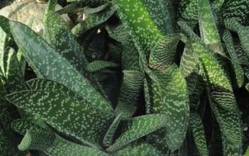 Gasteria carinata – Bredasdorp Gasteria, Keeled Ox Tongue Gasteria carinata - Bredasdorp Gasteria Keeled Ox Tongue